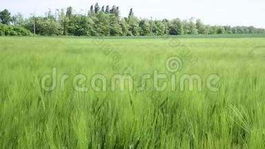 美丽的春天麦田和绿色的小麦特写为绿色产业。 草在风中摇曳